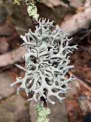 Hypogymnia imshaugii