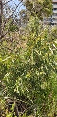 Santalum acuminatum
