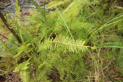 Gleichenia dicarpa
