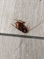 Periplaneta americana