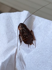 Periplaneta americana