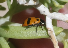 Hippodamia glacialis lecontei