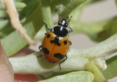 Hippodamia glacialis lecontei