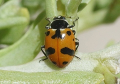 Hippodamia glacialis lecontei