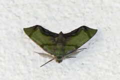 Achrosis