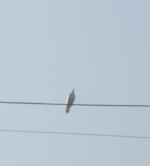 Streptopelia decaocto