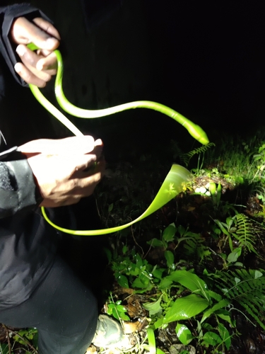 Photo of a Wall's Vine Snake (Ahaetulla isabellina)