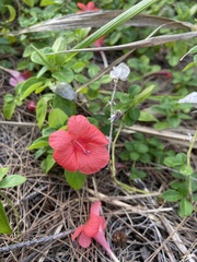 Barleria repens