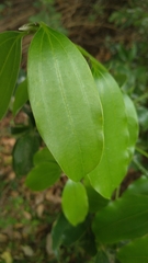 Cinnamomum iners