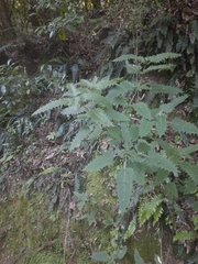 Urtica ferox