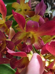Dendrobium