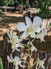 Orchidaceae
