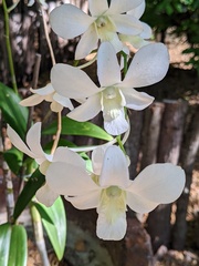 Orchidaceae