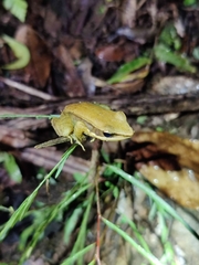Indosylvirana