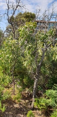 Santalum acuminatum