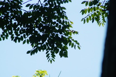 Dalbergia granadillo