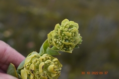 Thesium euphorbioides