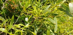 Santalum acuminatum