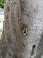 Cicadoidea