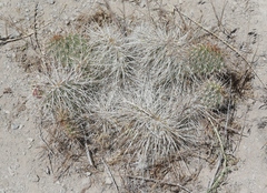 Opuntia polyacantha erinacea