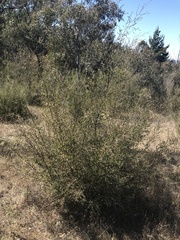 Leptospermum brevipes
