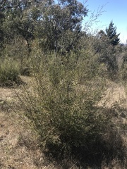 Leptospermum brevipes
