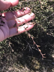 Leptospermum brevipes