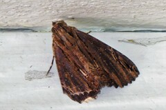 Ercheia
