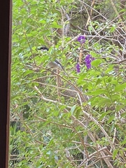 Dryoscopus cubla cubla