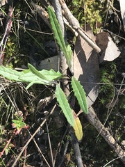 Senecio prenanthoides