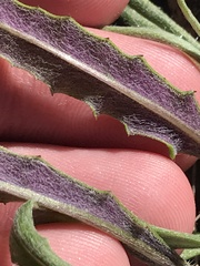 Senecio prenanthoides