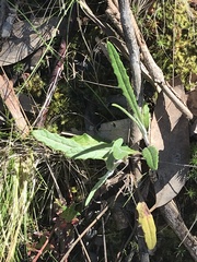 Senecio prenanthoides