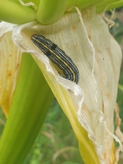 Spodoptera picta