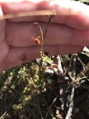 Drosera auriculata