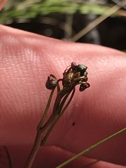 Drosera auriculata