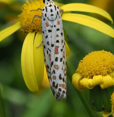 Utetheisa pulchelloides vaga