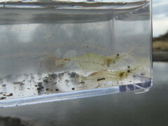 Palaemon kadiakensis