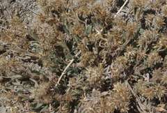 Oreocarya