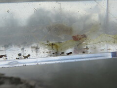 Palaemon kadiakensis