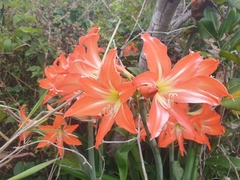 Hippeastrum