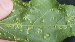 Aceria guazumae