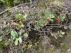 Vaccinium dentatum