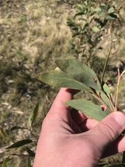 Acacia obliquinervia