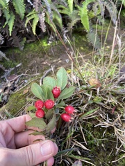 Vaccinium dentatum