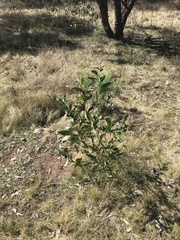 Acacia obliquinervia