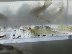 Palaemon kadiakensis