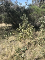 Acacia obliquinervia