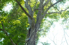 Dalbergia granadillo