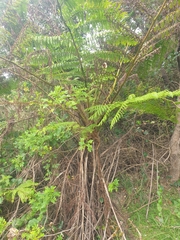 Cyathea cooperi