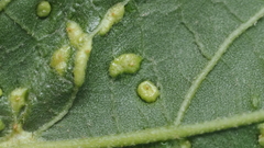 Aceria guazumae